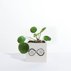 Small White Aluminium Planted Pot - Printed