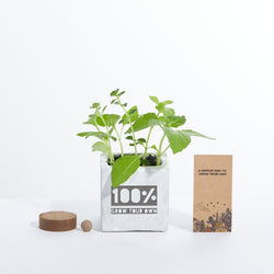 Concrete Grow Kit - Engraved