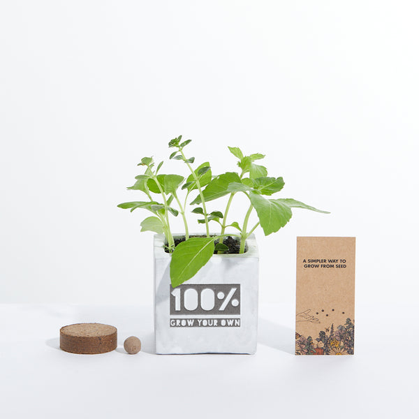 Concrete Grow Kit - Engraved
